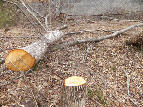 立木の伐採