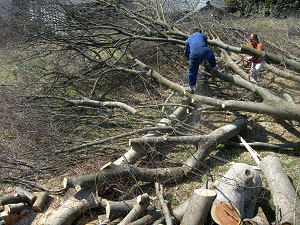 伐採した木の解体
