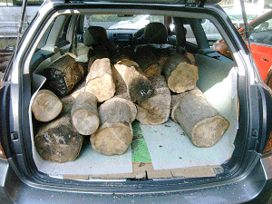 一般乗用車に木を積む