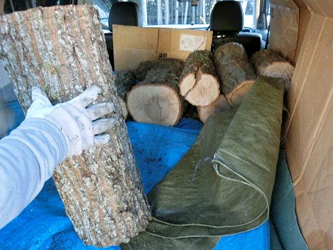 一般乗用車で木を運ぶ準備