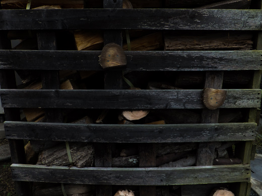 薪棚の中に楠を入れました