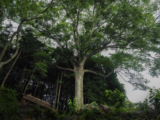 欅の大木