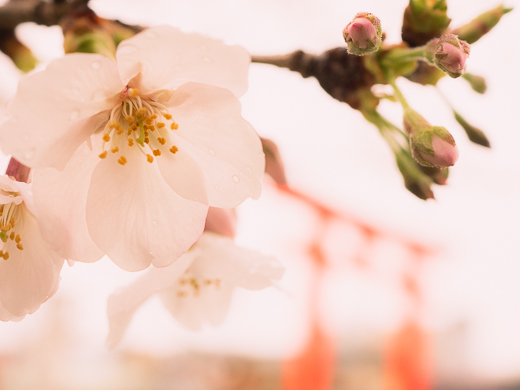 神社の桜
