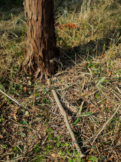 伐倒方向に枝を置く